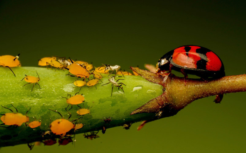 Aphids and Ladybug